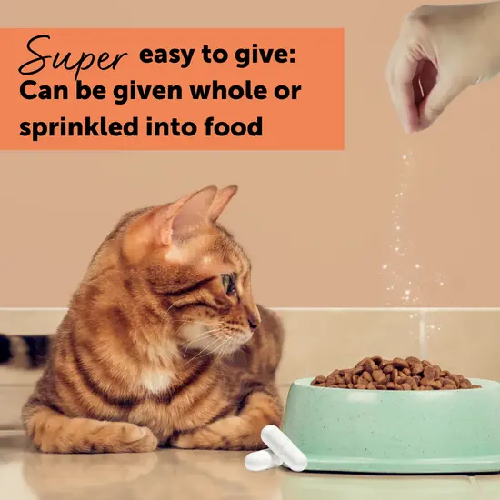 Cat sitting next to a bowl of food with text about giving feliway cystease, on a beige background.