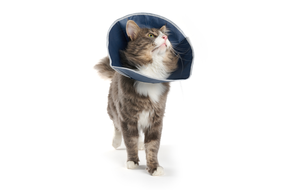 Cat wearing a blue cone-shaped collar on a white background