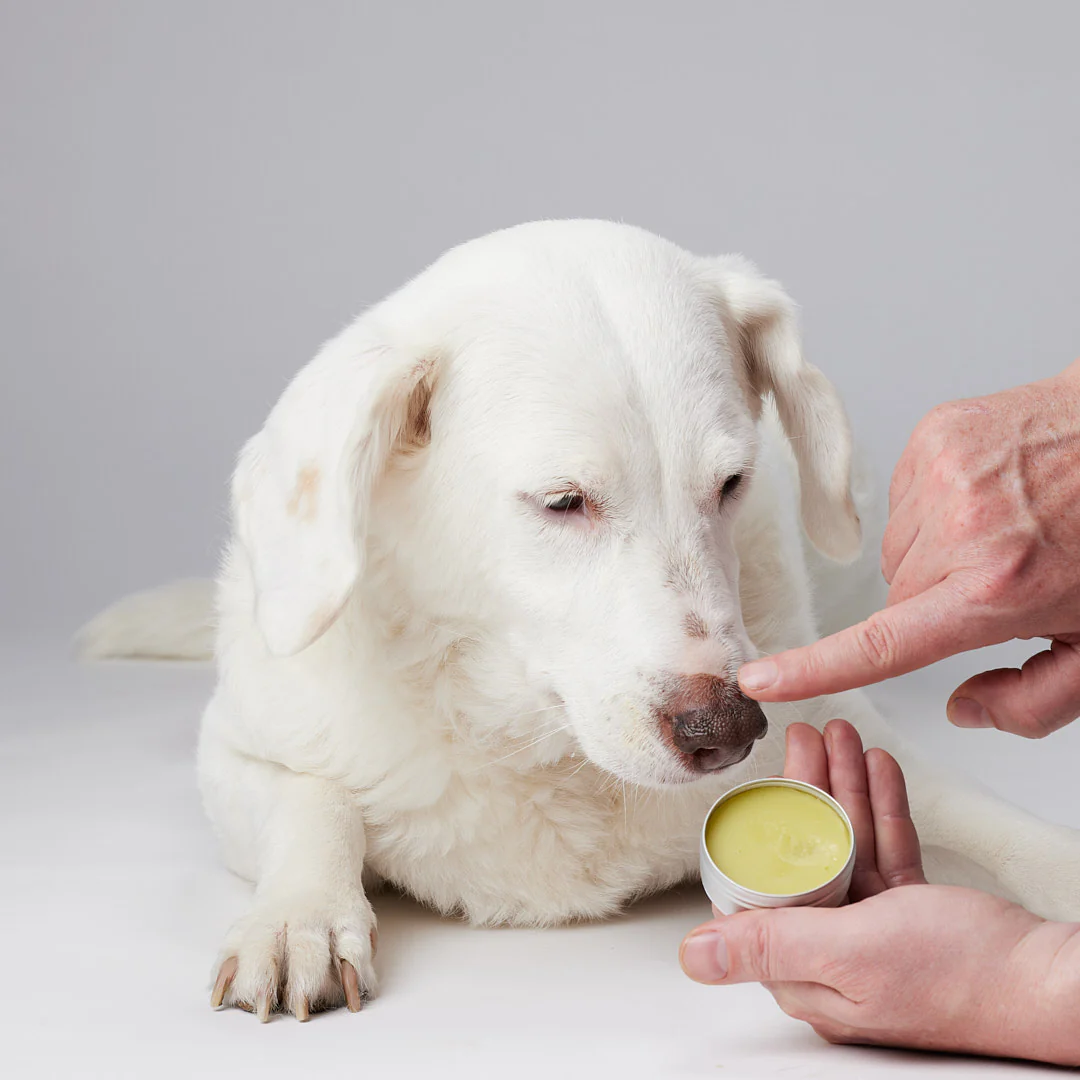 Candid Tails CBD Nose and Paw Balm for Dogs 600mg