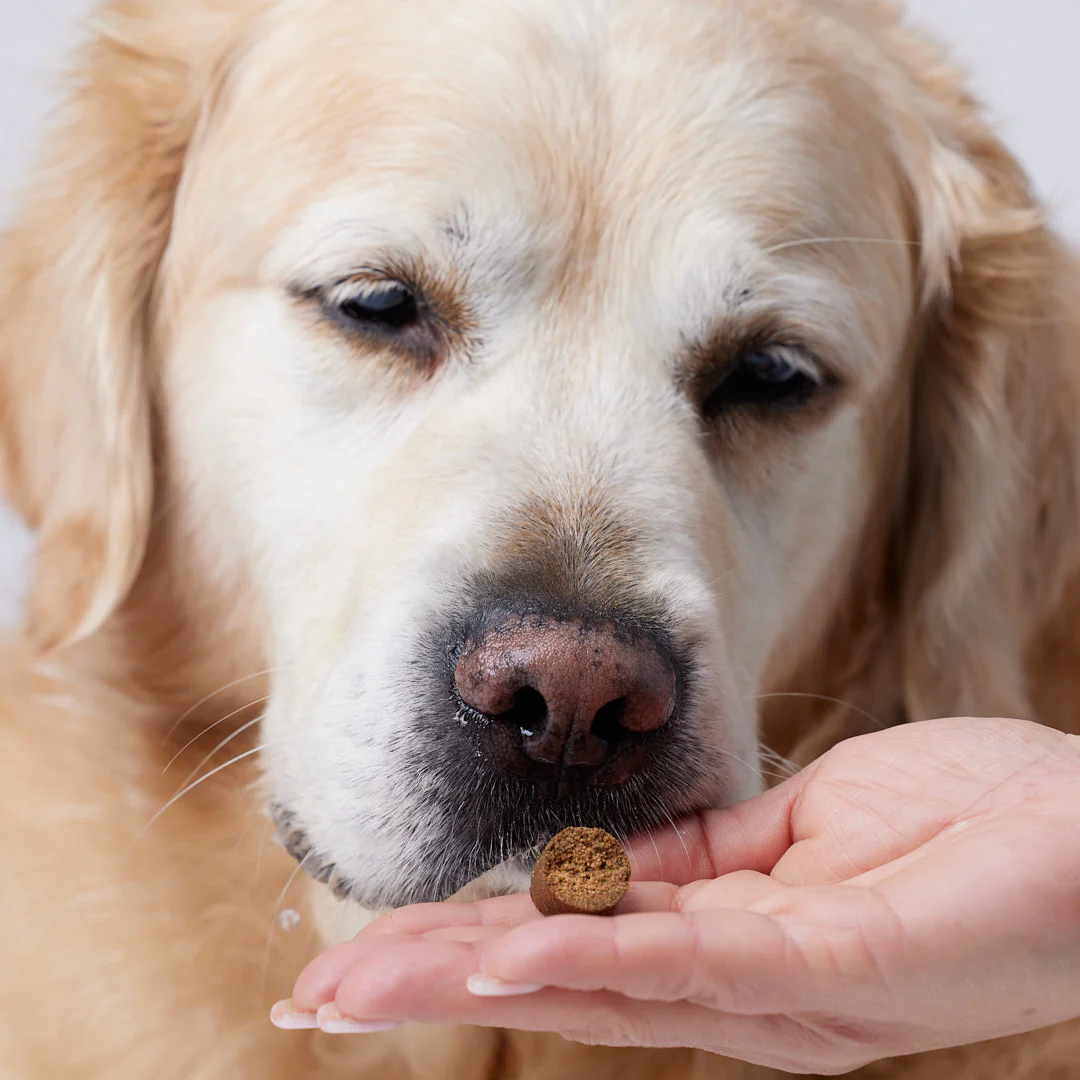 CandidTails Mobility+ CBD Snacks for Dogs (300mg & 900mg)