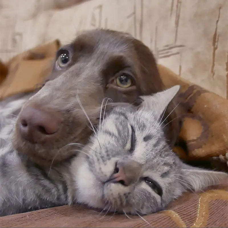 Dog and cat lying together on a wooden surface