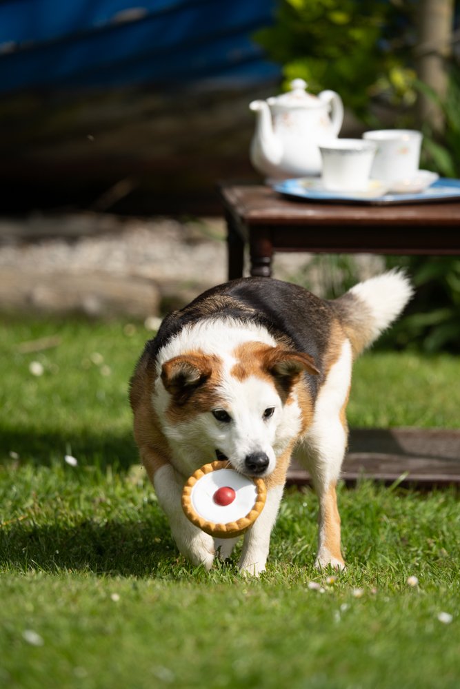 Dog playing with a cherry bakewell toy