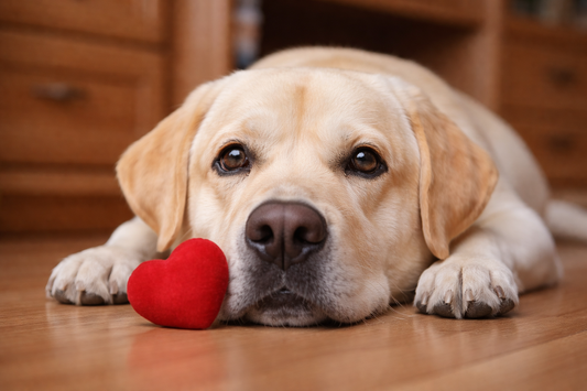 Understanding heart failure in dogs