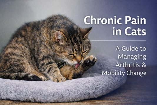Managing Chronic Pain in Cats
