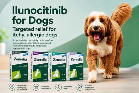 Ilunocitinib for Dogs: What It Is, How It Works and Allergic Skin Disease in Dogs