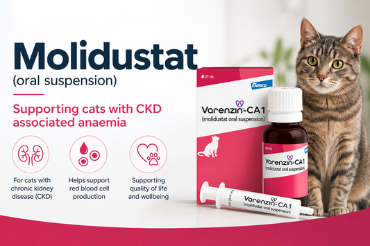 Anaemia in Cats with Chronic Kidney Disease: Causes, Signs and Treatment
