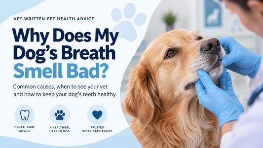 Why Does My Dog’s Breath Smell Bad? A Vet Explains