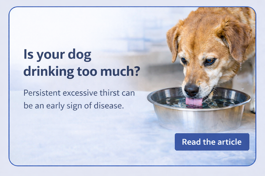 Why Is My Dog Drinking So Much Water?