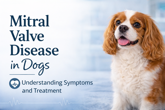 Mitral Valve Disease in Dogs (MMVD)