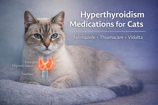 Feline Hyperthyroidism: Which Medication Is Best?