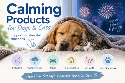 Firework Anxiety in Dogs and Cats: How to Keep Pets Calm During Fireworks