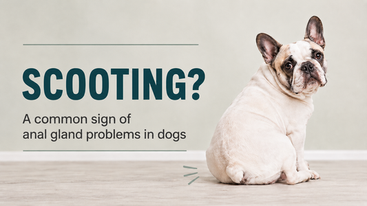 Anal Gland Problems in Dogs: Causes, Symptoms and Treatment Options