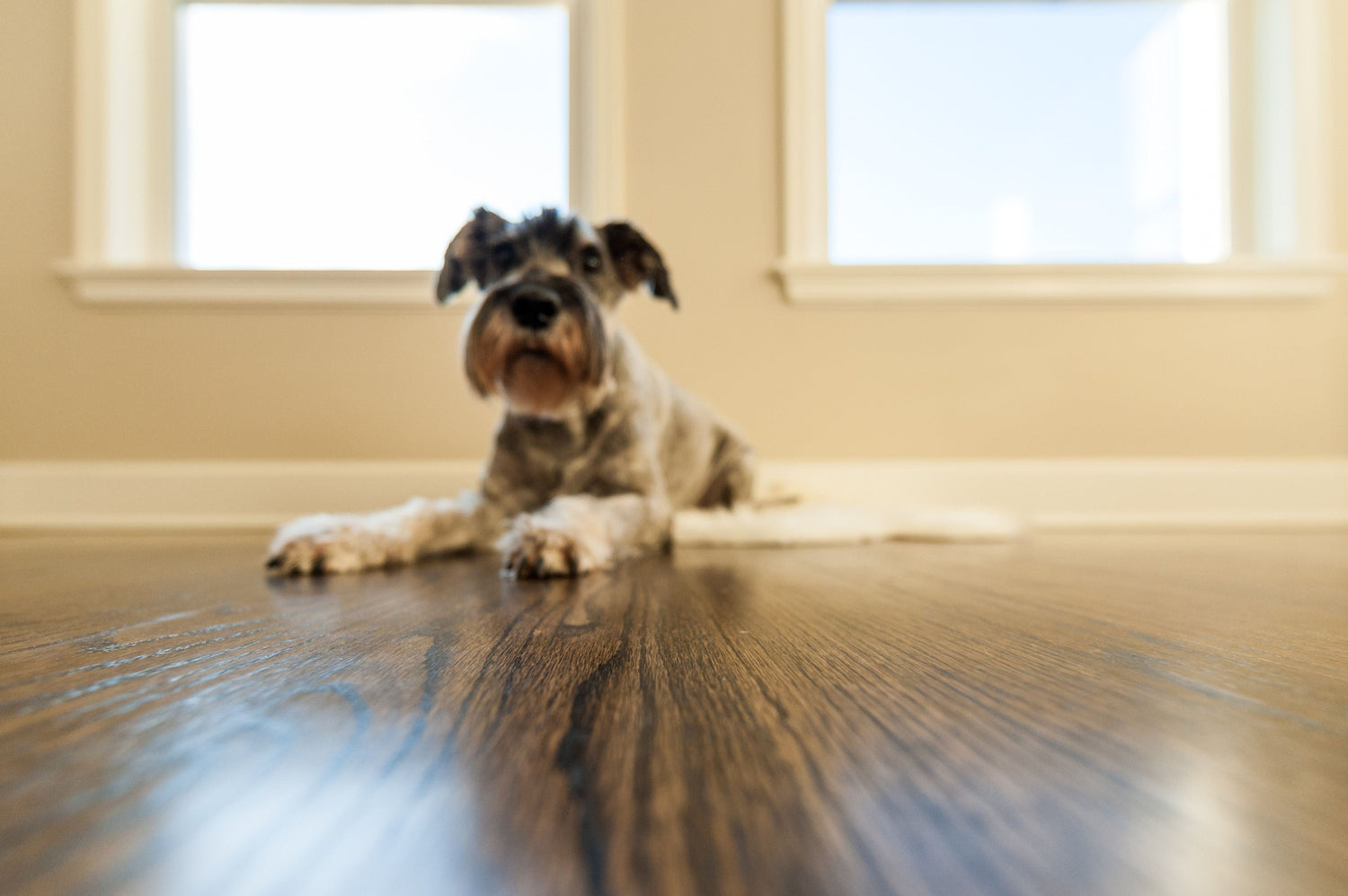 Dog Medications