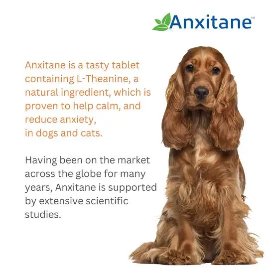 Dog with Anxitane product information on a white background