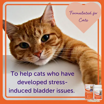 Cat with text about stress-induced bladder issues and packaging for feliway cystease