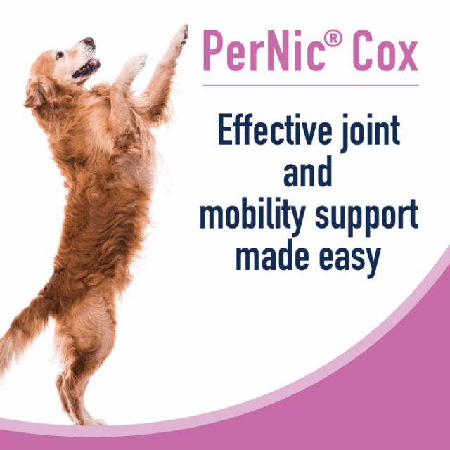 Dog standing on its hind legs with 'PerNic Cox' text promoting joint and mobility support.