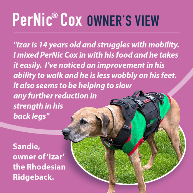 Dog wearing a green and black harness on a grassy area with PerNic Cox text overlay.