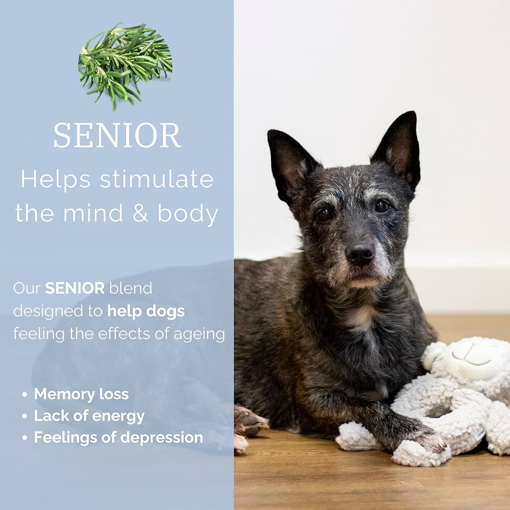 Dog sitting on a wooden floor with text about a 'Senior' aromatherapy blend for dogs.