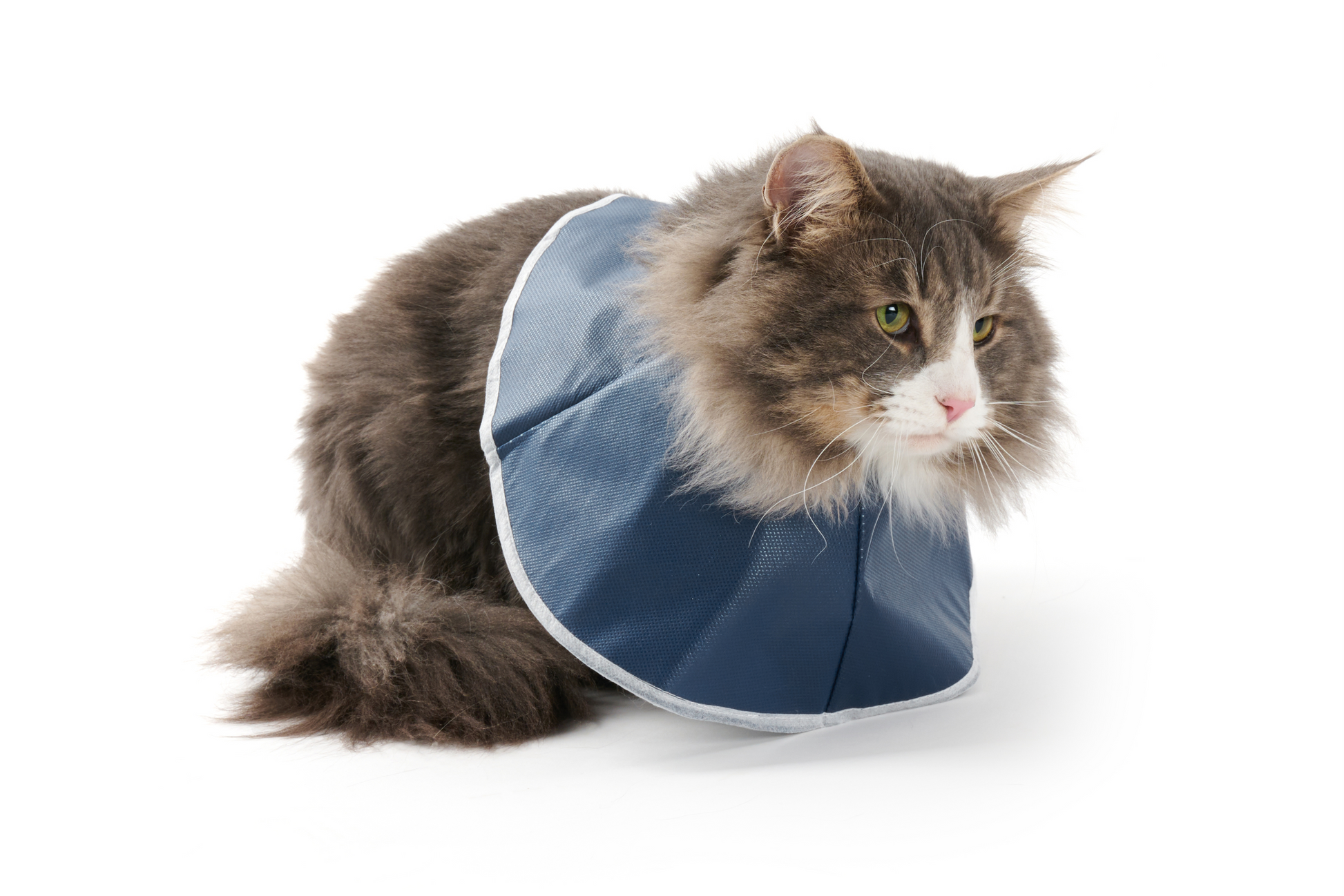 Cat wearing a blue cone-shaped pet recovery collar on a white background
