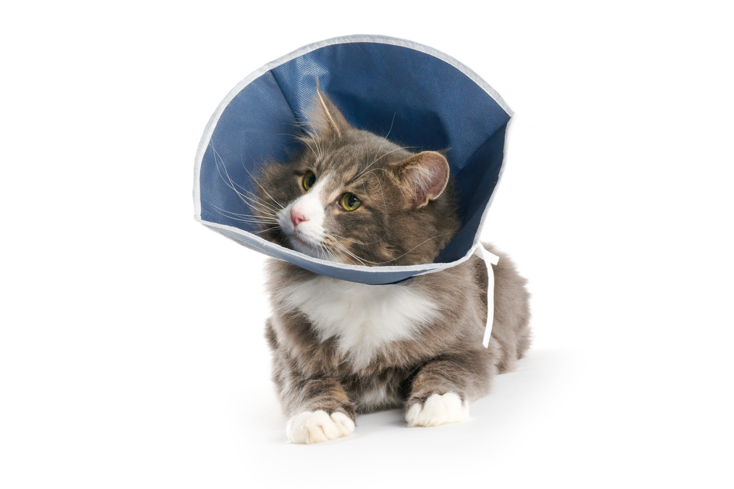 Cat wearing a blue cone on a white background