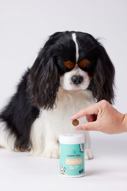 CandidTails Mobility+ CBD Snacks for Dogs (300mg & 900mg)
