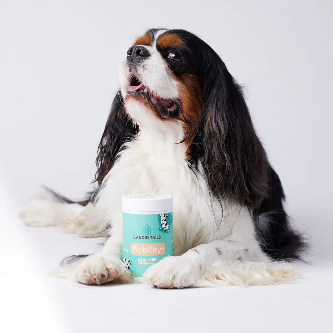 CandidTails Mobility+ CBD Snacks for Dogs (300mg & 900mg)