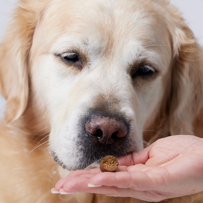 CandidTails Mobility+ CBD Snacks for Dogs (300mg & 900mg)