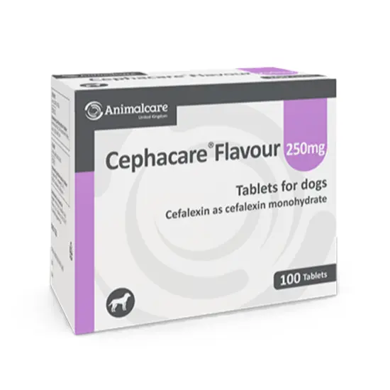 Box of Cephacare Flavour 250mg tablets for dogs by Animalcare on a white background