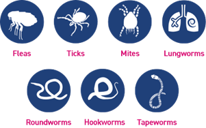 Illustrations of various parasites with labels on a blue background. Felpreva advertisement 