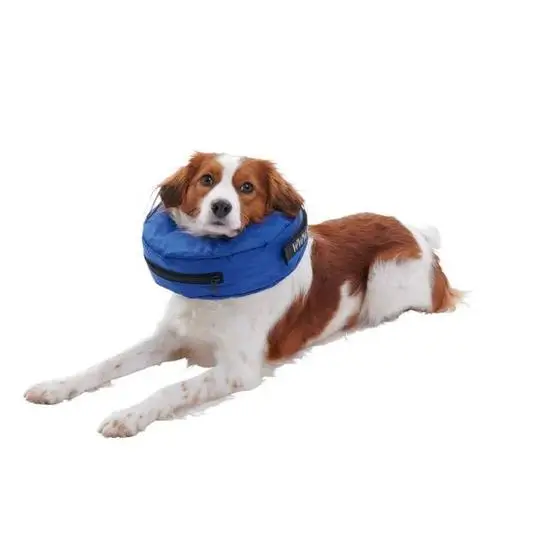 Dog wearing a blue inflatable recovery collar on a white background