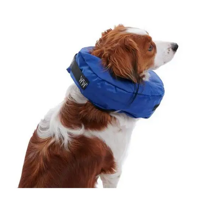 Dog wearing a blue inflatable recovery collar on a white background