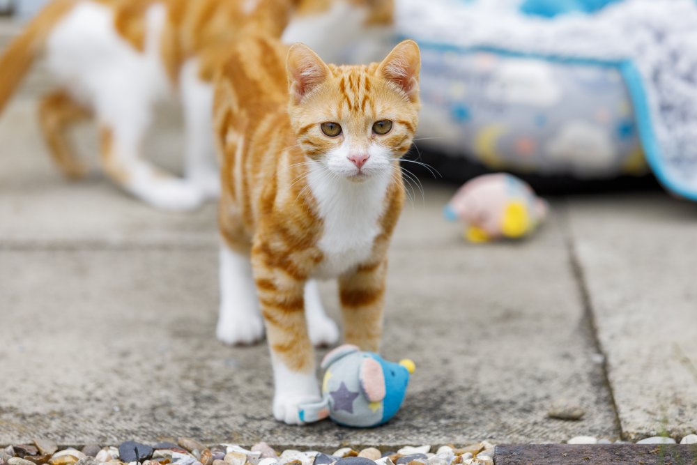 Orange and white cat walking on a concrete surface with toys in the background