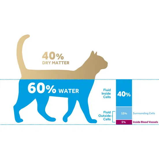 Cat silhouette with water and dry matter distribution labeled