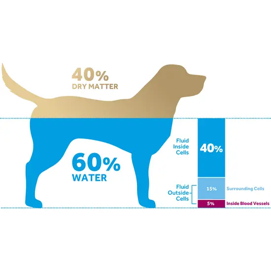 Dog silhouette with water and dry matter distribution labeled