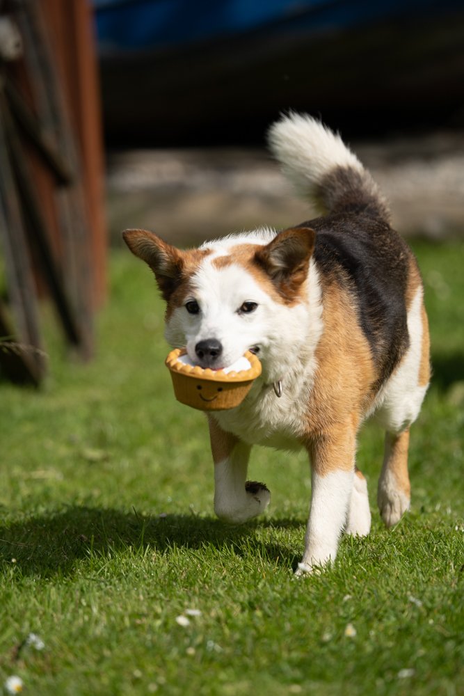 Dog playing with a cherry bakewell toy 