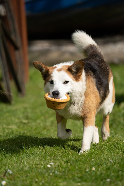 Dog playing with a cherry bakewell toy 