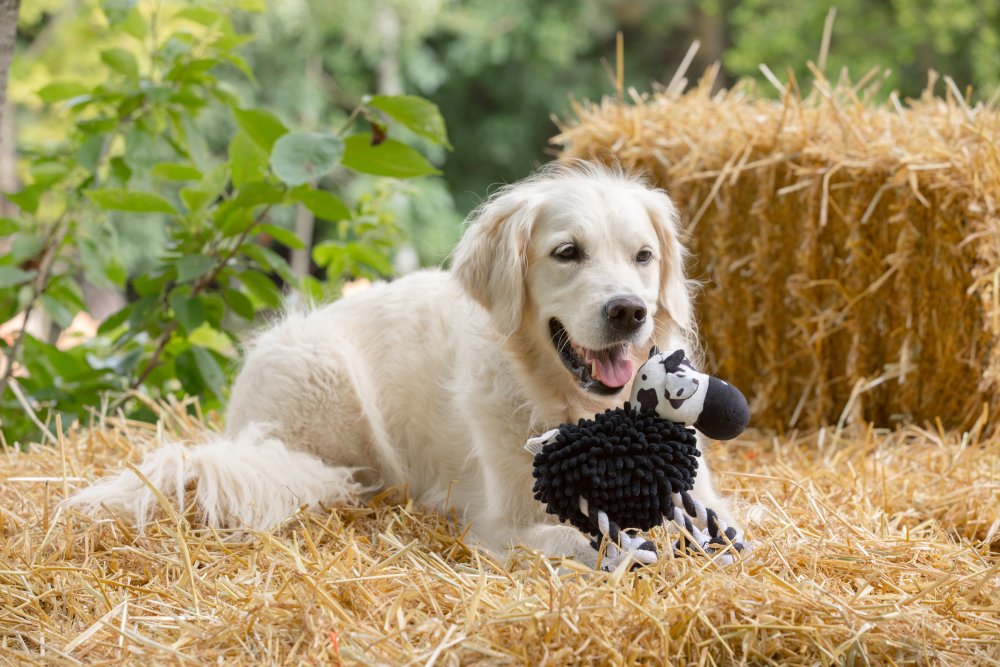 Dog playing with a toy on a straw field