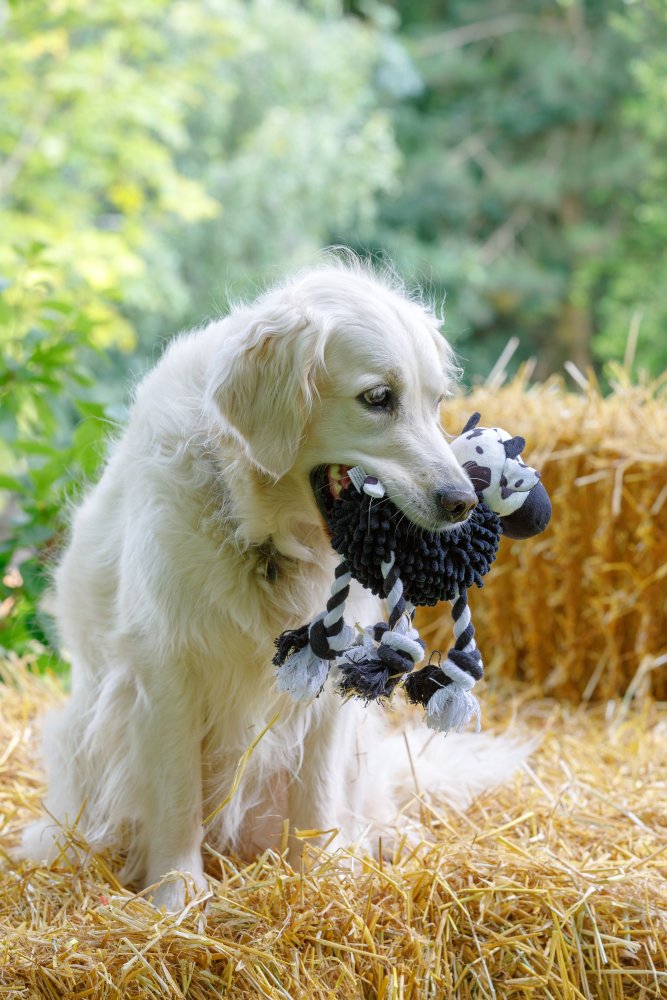 White dog playing with a toy on a straw bale
