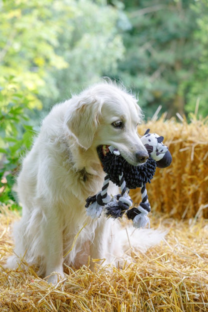 White dog playing with a toy on a straw bale