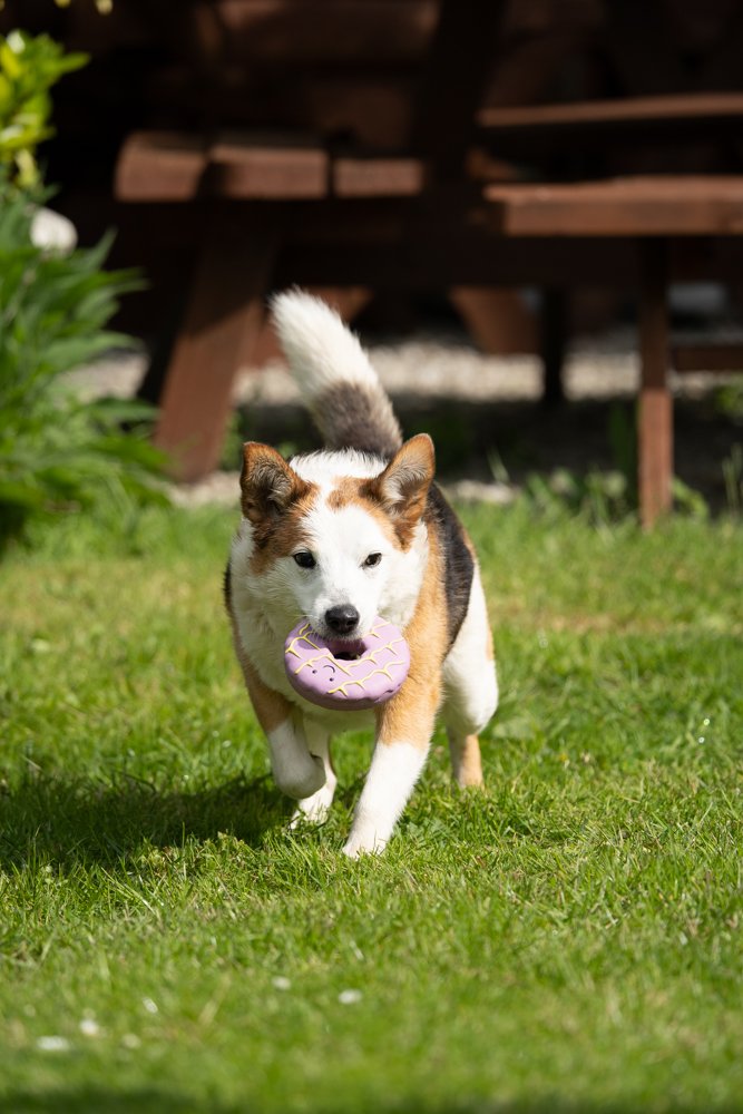 Dog running on grass with a pink toy in its mouth