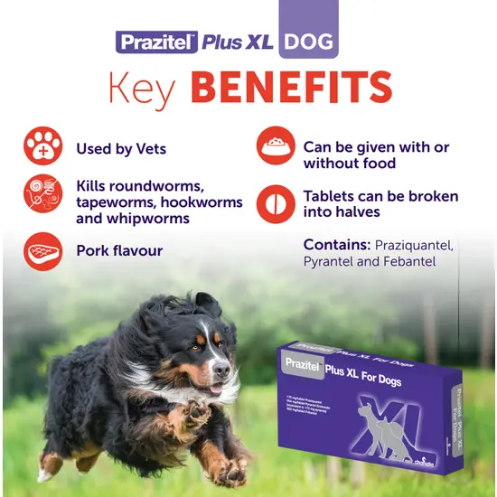 Prazitel Worming Tablets for Dogs and Cats (1 Tablet)