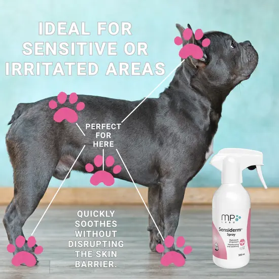 Dog with sensitive areas highlighted and a bottle of Sensderm spray on a wooden floor.
