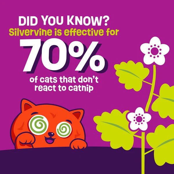 Cartoon cat with green eyes and flowers on a purple background with text about silvervine and cats.