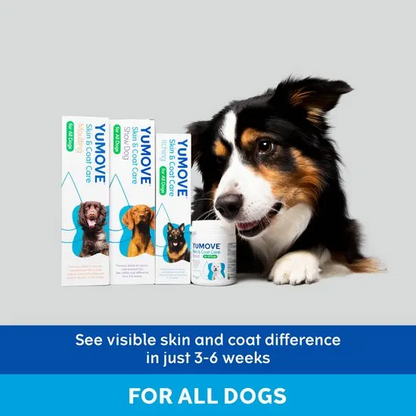 Dog with Yumove pet care products on a gray background